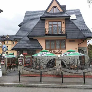 Brzoza W Centrum Zakopanego Zakopane
